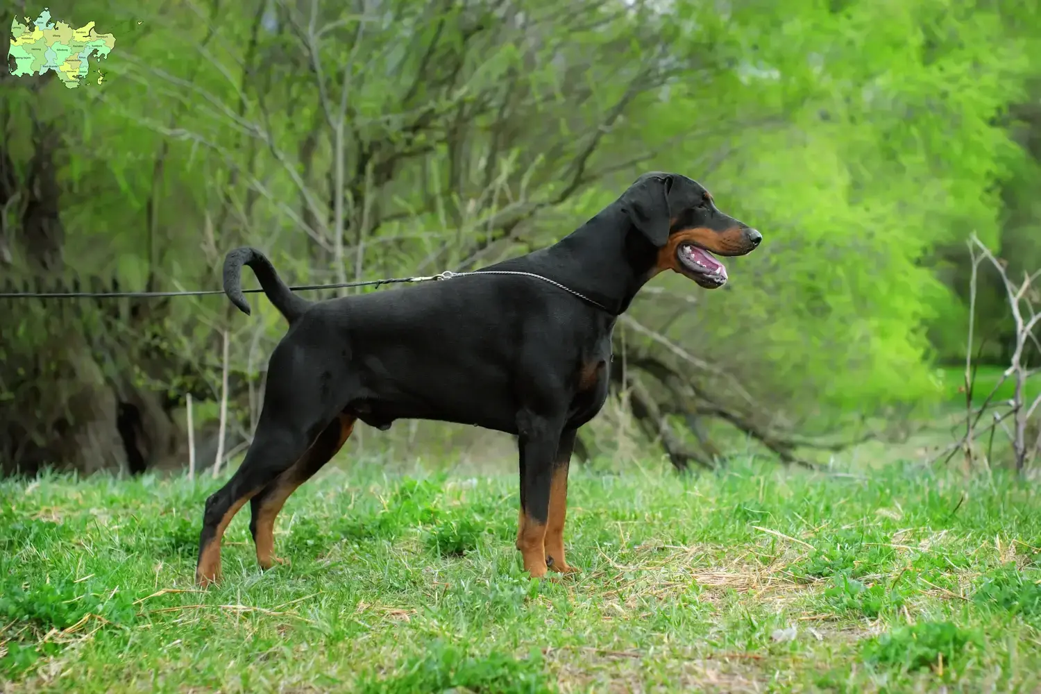Doberman puppies and breeder Midtjylland Find Dobermann breeders in Midtjylland here.