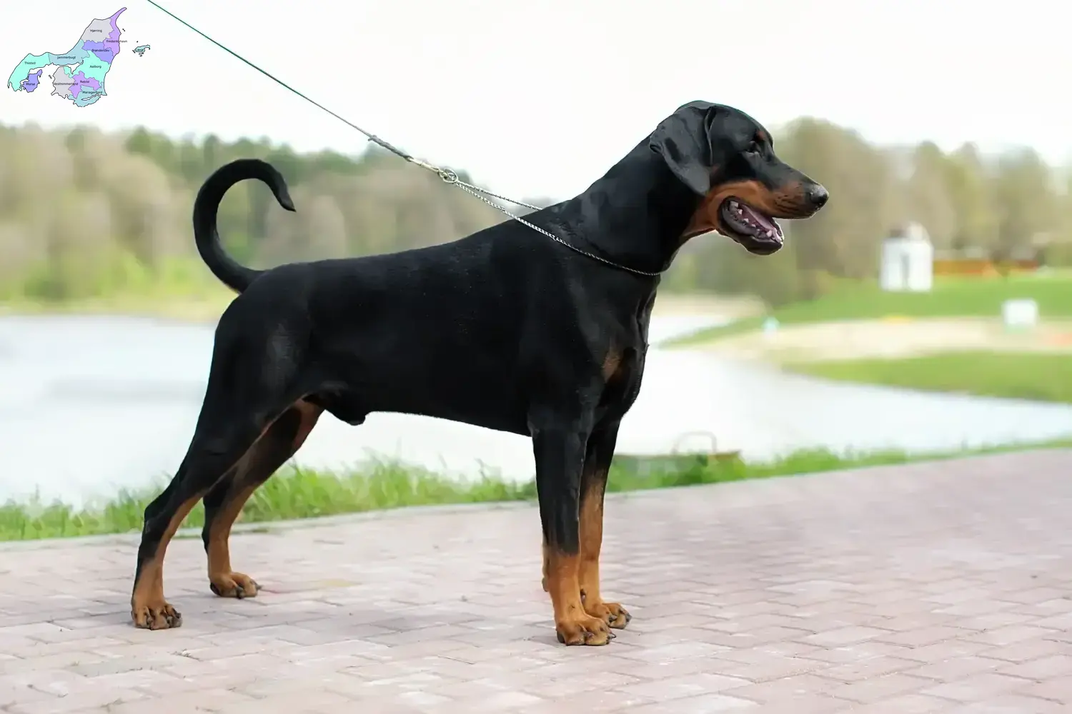 Doberman puppies and breeders Nordjylland Find Dobermann breeders in Nordjylland.