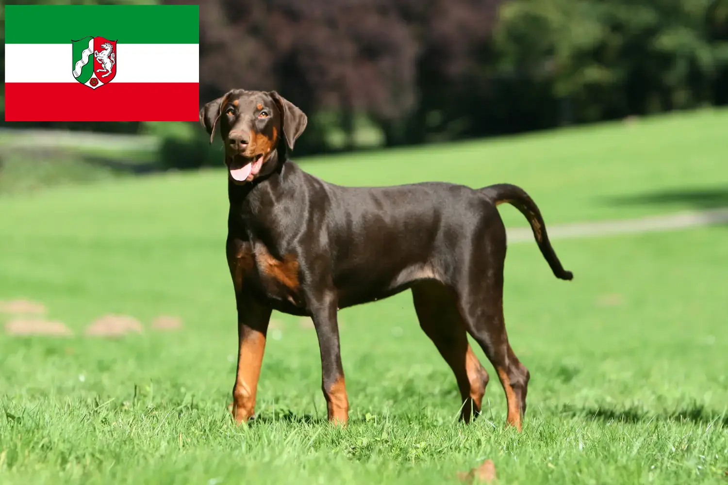 Doberman puppies and breeders North Rhine-Westphalia Here you can find Dobermann breeders in North Rhine-Westphalia.