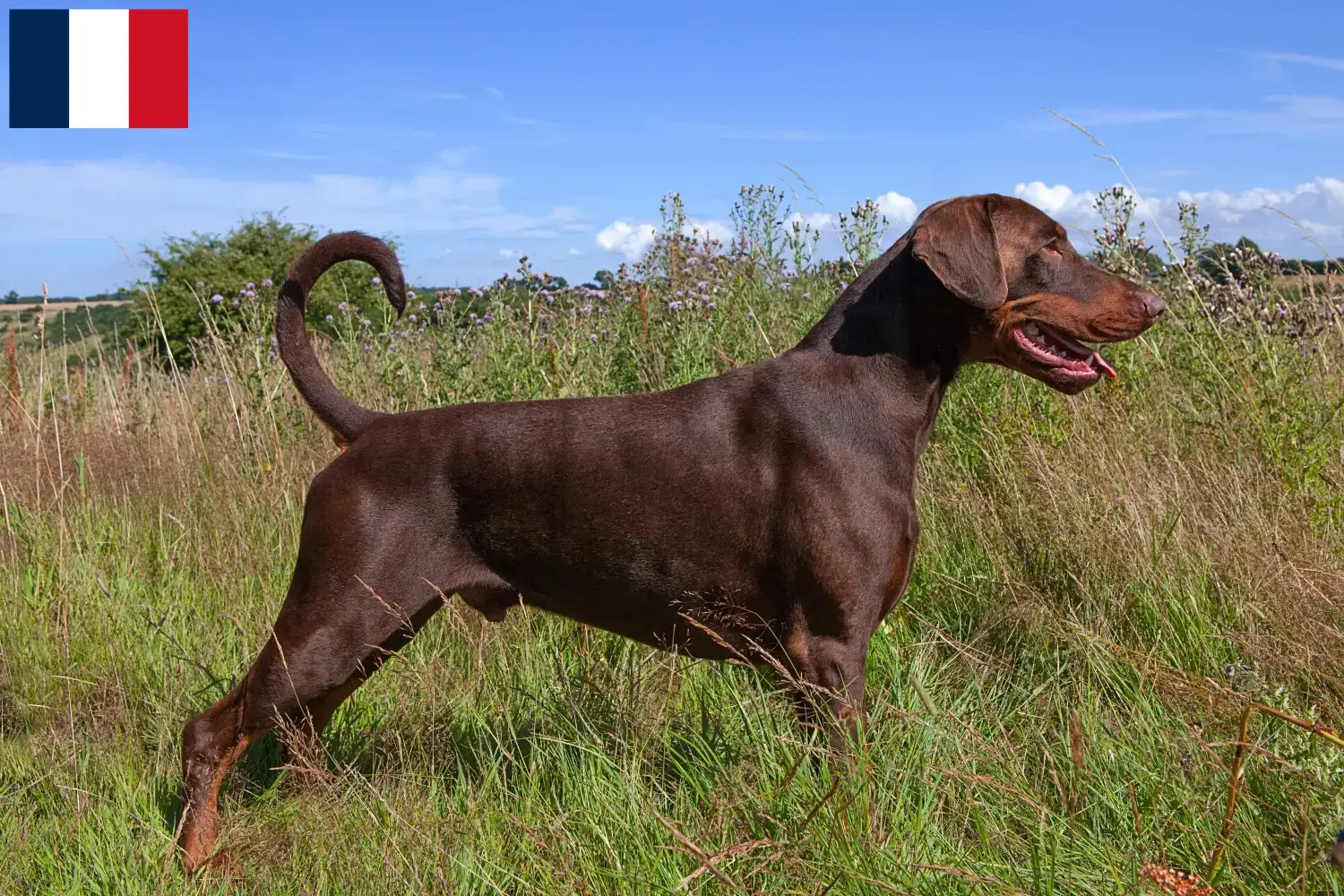 Doberman puppies and breeders Réunion Find Doberman breeders auf Réunion here.