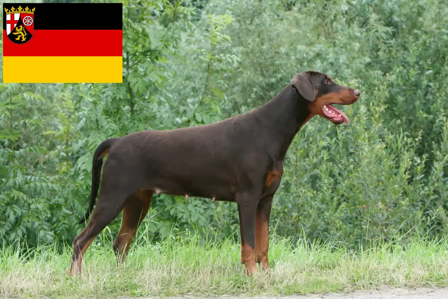 Doberman puppies and breeders Rhineland-Palatinate Here you can find Dobermann breeders in Rhineland-Palatinate.