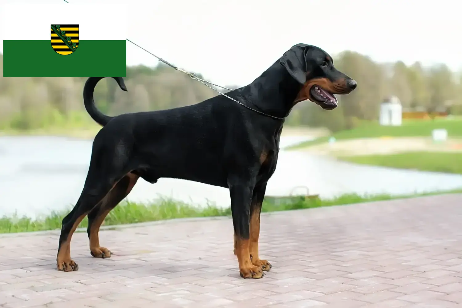 Dobermann puppies and breeders Saxony Here you can find Dobermann breeders in Saxony.