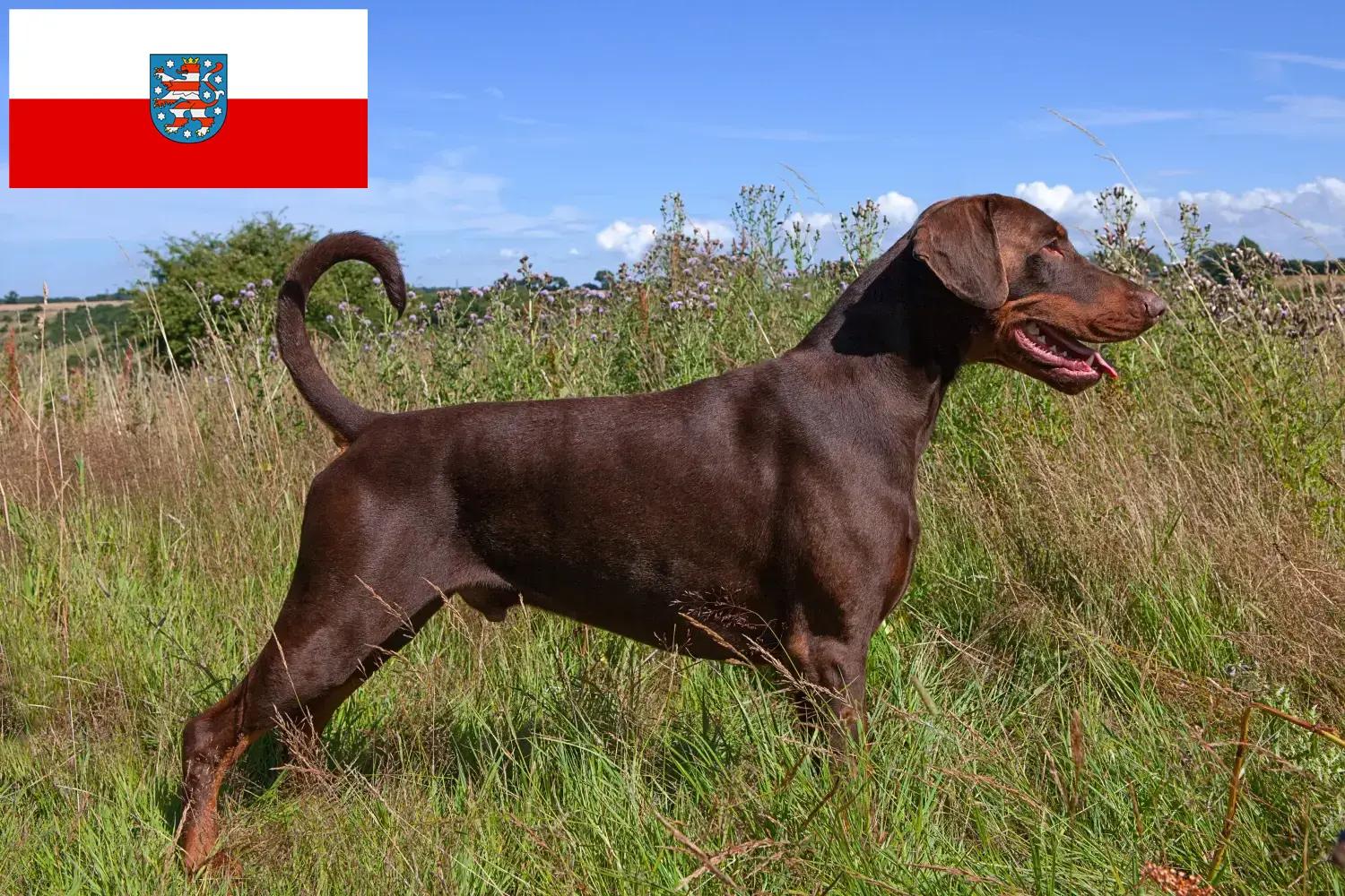 Doberman puppies and breeders Thuringia Here you can find Dobermann breeders in Thuringia.