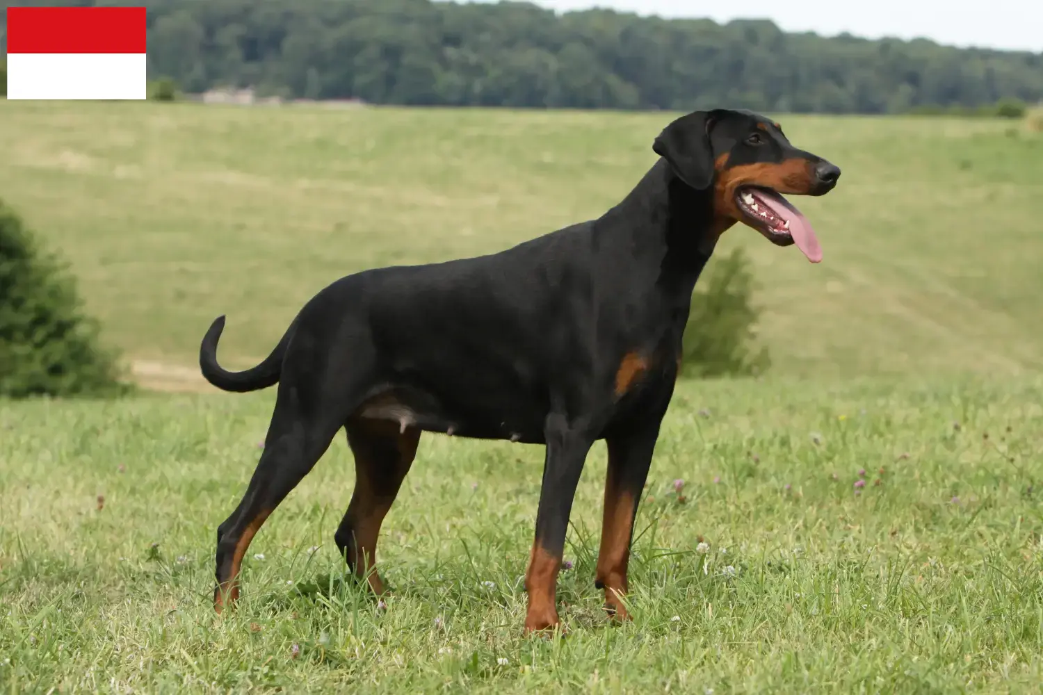 Doberman puppies and breeders Vienna Find Dobermann breeders in Vienna here.