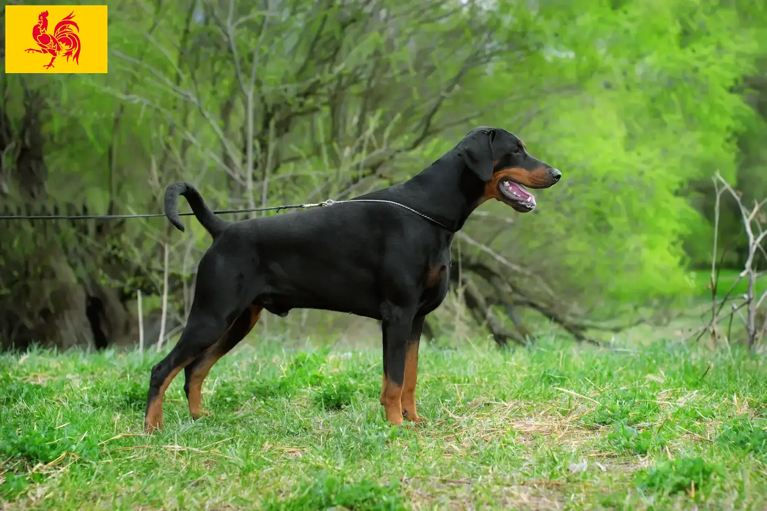 Doberman puppies and breeders Walloon Region Find Doberman breeders in Walloon Region here.