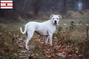 Read more about the article Dogo Argentino breeders and puppies in Drenthe