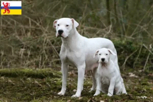 Read more about the article Dogo Argentino breeders and puppies in Limburg