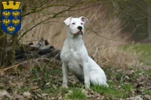 Read more about the article Dogo Argentino breeders and puppies in Lower Austria