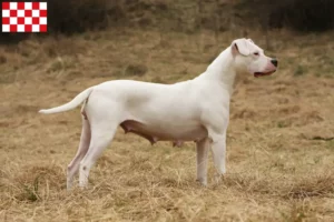 Read more about the article Dogo Argentino breeders and puppies in North Brabant