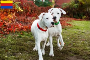 Read more about the article Dogo Argentino breeders and puppies in North Holland