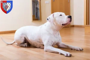 Read more about the article Dogo Argentino breeders and puppies in Pays de la Loire