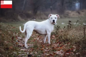 Read more about the article Dogo Argentino breeders and puppies in Utrecht