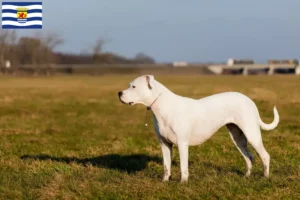 Read more about the article Dogo Argentino breeders and puppies in Zeeland