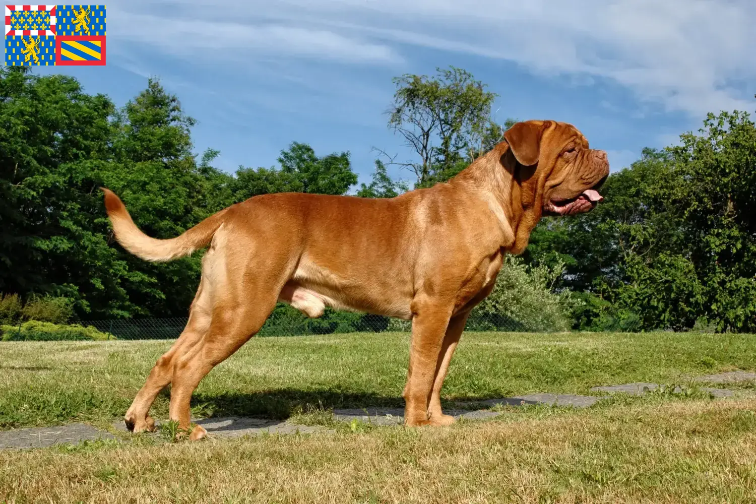 Dogue de Bordeaux puppies and breeders Bourgogne-Franche-Comté Find Dogue de Bordeaux breeders in Bourgogne-Franche-Comté.