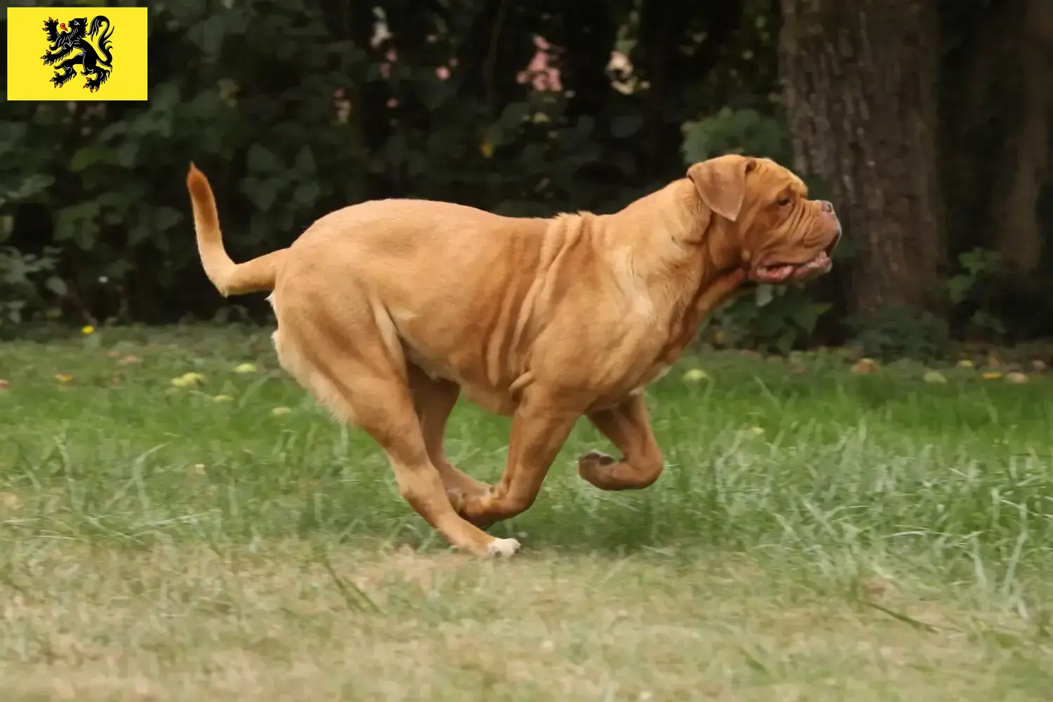 Dogue de Bordeaux puppies and breeders Flanders Find Dogue de Bordeaux breeders in Flanders.