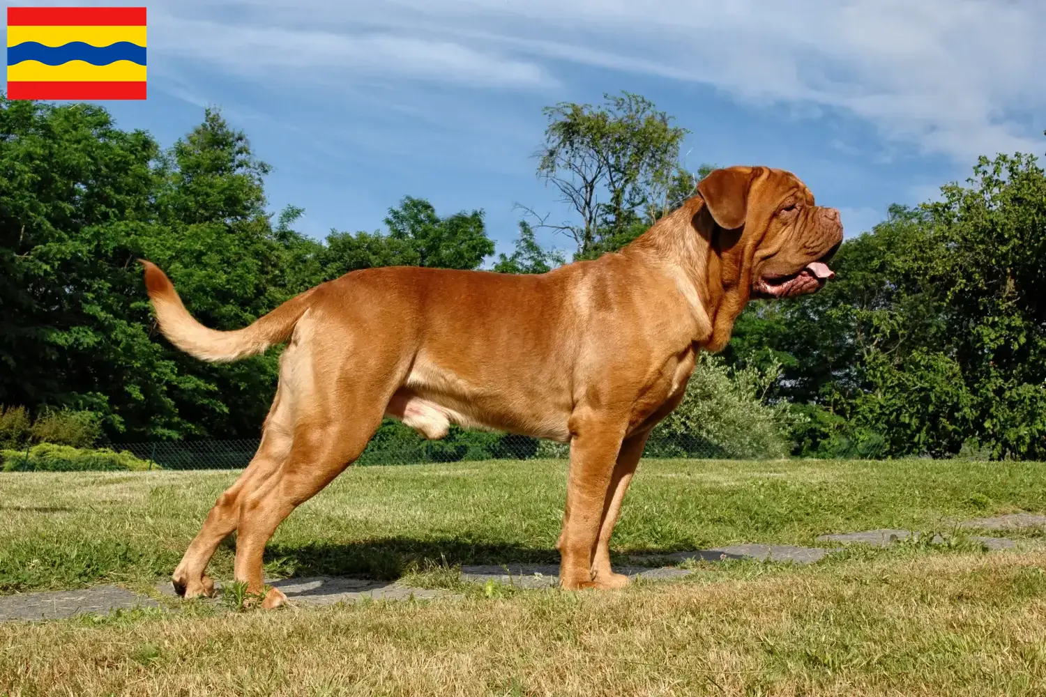 Dogue de Bordeaux puppies and breeders Overijssel Find Dogue de Bordeaux breeders in Overijssel.