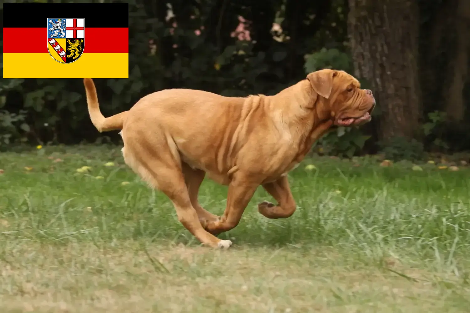 Dogue de Bordeaux puppies and breeder Saarland Here you can find Dogue de Bordeaux breeders im Saarland.
