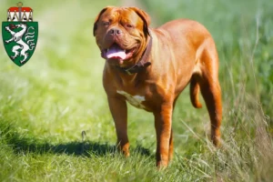 Read more about the article Dogue de Bordeaux breeders and puppies in Styria