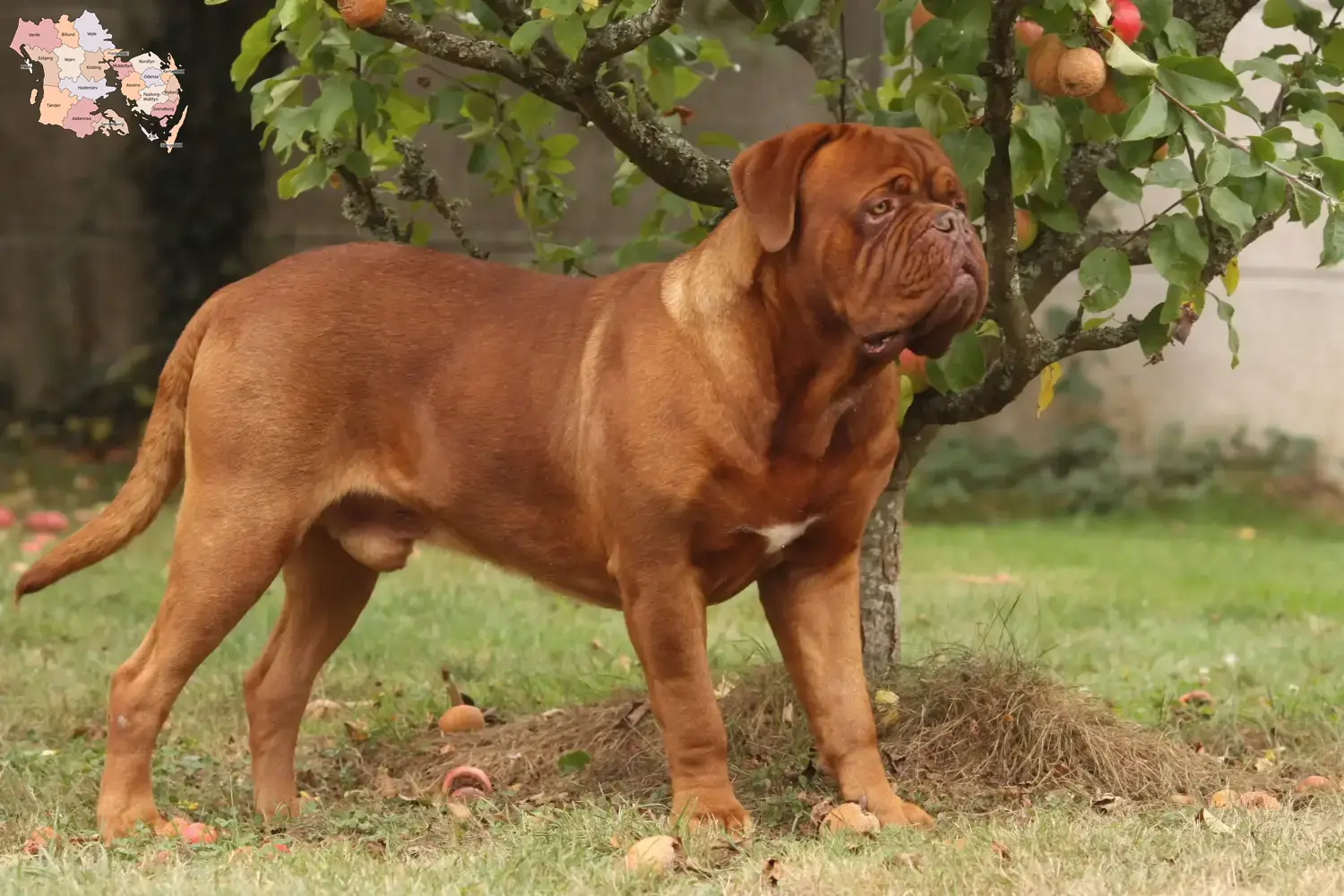 Read more about the article Dogue de Bordeaux breeders and puppies in Syddanmark