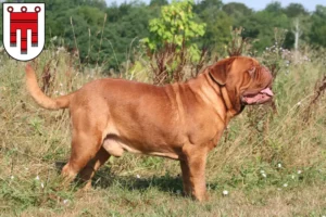 Read more about the article Dogue de Bordeaux breeders and puppies in Vorarlberg