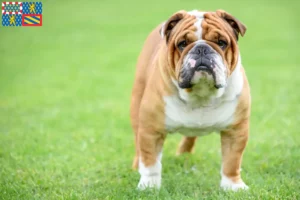 Read more about the article English Bulldog breeders and puppies in Bourgogne-Franche-Comté