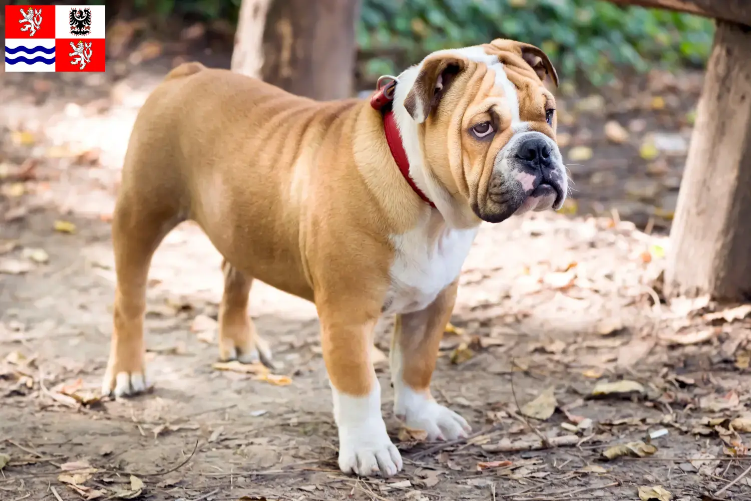 English Bulldog puppies and breeder Central Bohemia Here you can find English Bulldog breeders in Central Bohemia.