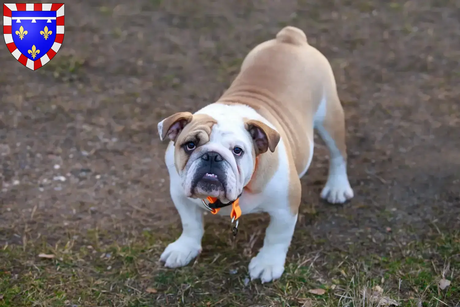 English Bulldog puppies and breeders Centre-Val de Loire Find English Bulldog breeders in Centre-Val de Loire here.