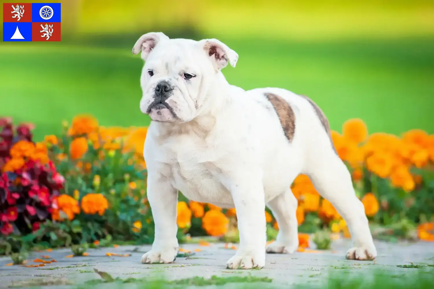 English Bulldog puppies and breeders Liberec Find English Bulldog breeders in Liberec here.