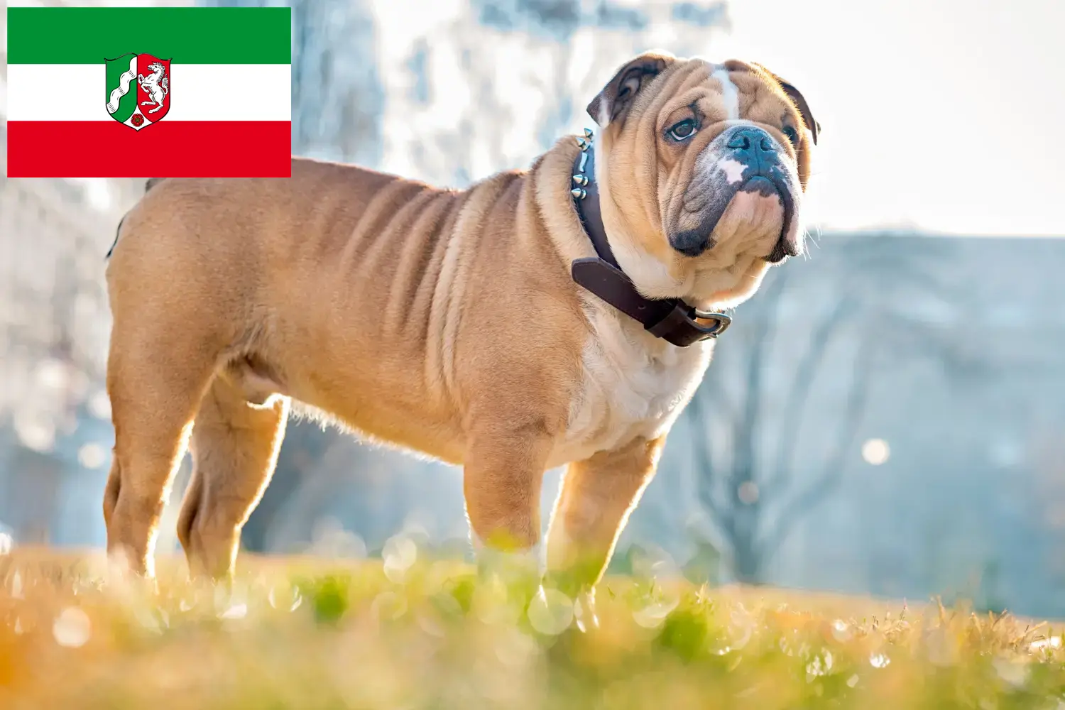 English Bulldog puppies and breeders North Rhine-Westphalia Here you can find English Bulldog breeders in North Rhine-Westphalia.