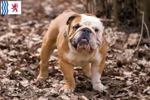 Read more about the article English Bulldog breeders and puppies in Nouvelle-Aquitaine