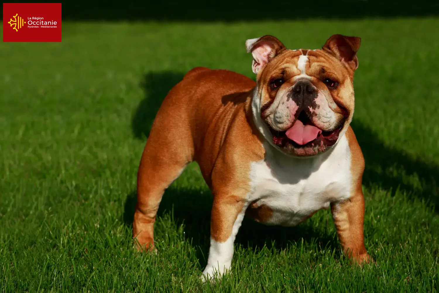 English Bulldog puppies and breeders Occitania Find here English Bulldog breeders in Occitania.