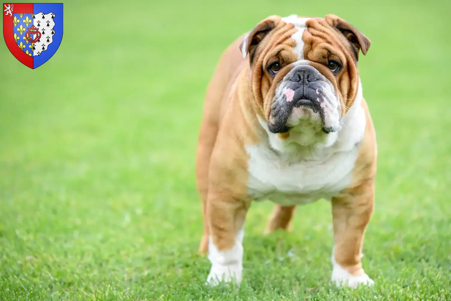 English Bulldog puppies and breeders Pays de la Loire Find English Bulldog breeders in Pays de la Loire here.