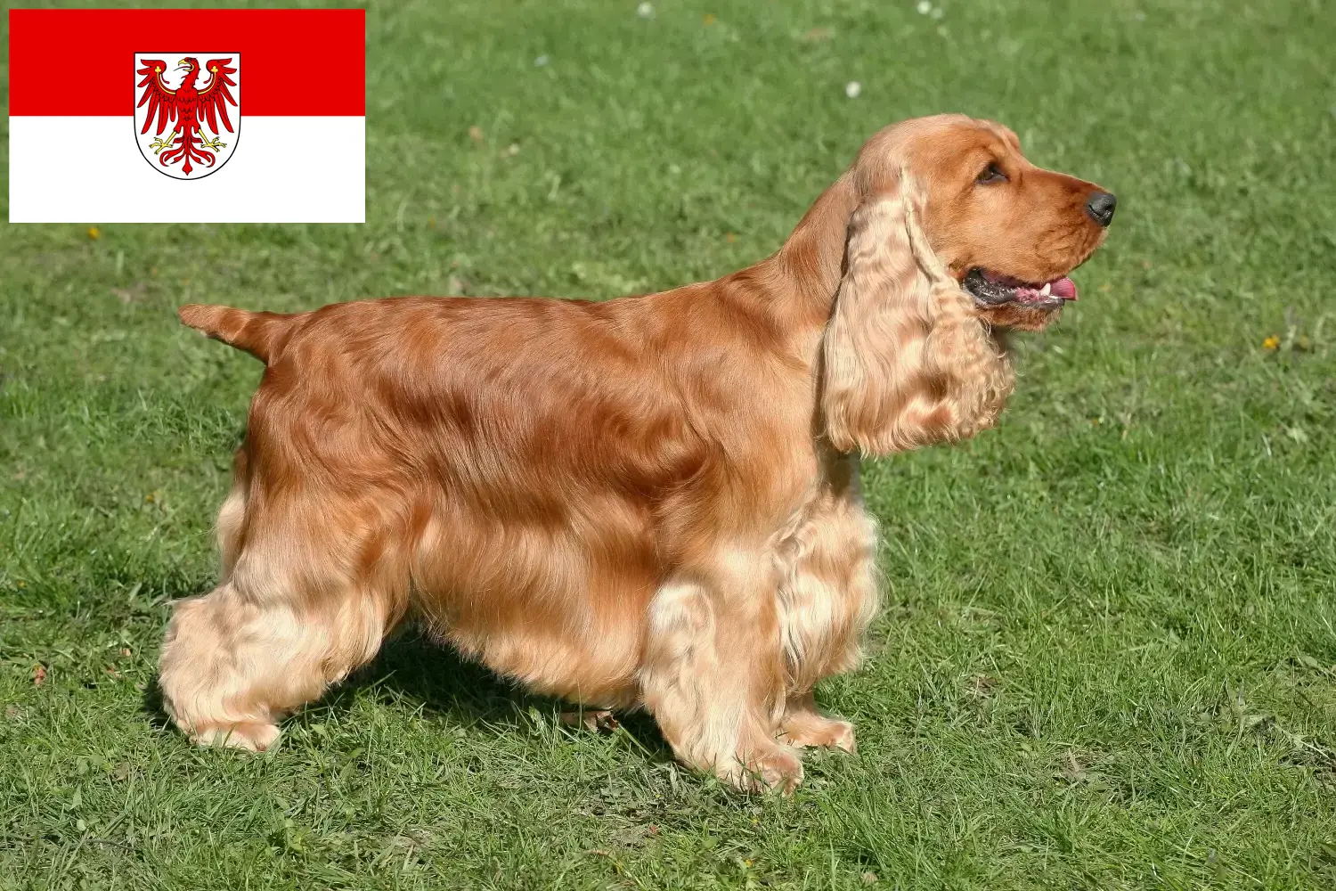 English Cocker Spaniel puppies and breeders Brandenburg Find here English Cocker Spaniels breeders in Brandenburg.