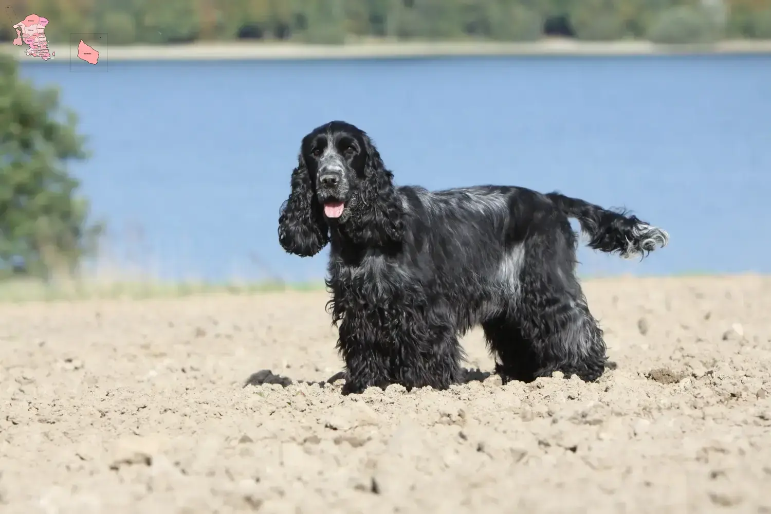 Read more about the article English Cocker Spaniel breeder and puppies in Hovedstaden