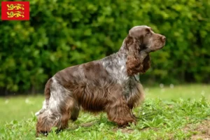 Read more about the article English Cocker Spaniel breeders and puppies in Normandy