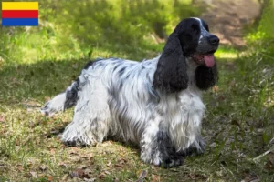 Read more about the article English Cocker Spaniel breeders and puppies in North Holland
