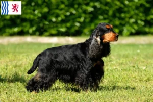 Read more about the article English Cocker Spaniel breeders and puppies in Nouvelle-Aquitaine