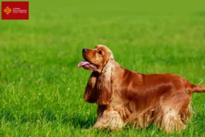 Read more about the article English Cocker Spaniel breeders and puppies in Occitania