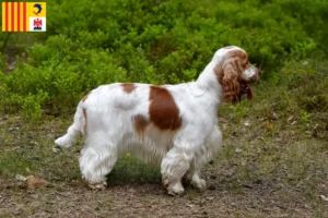 Read more about the article English Cocker Spaniel breeders and puppies in Provence-Alpes-Côte d’Azur