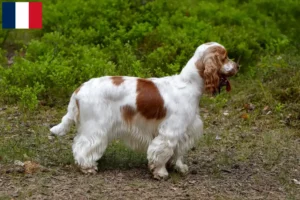 Read more about the article English Cocker Spaniel breeders and puppies in Réunion