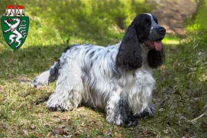 Read more about the article English Cocker Spaniel breeders and puppies in Styria