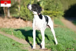 Read more about the article English Pointer breeders and puppies in Brandenburg