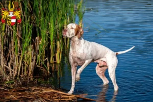 Read more about the article English Pointer breeders and puppies in Carinthia