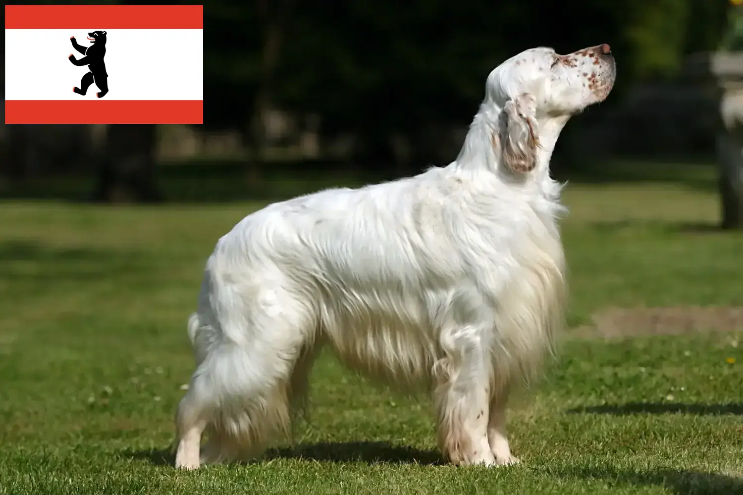 English Setter puppies and breeders Berlin Here you can find English Setter breeders in Berlin.