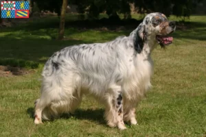 Read more about the article English Setter breeders and puppies in Bourgogne-Franche-Comté