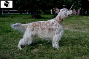 Read more about the article English Setter breeders and puppies in Corsica