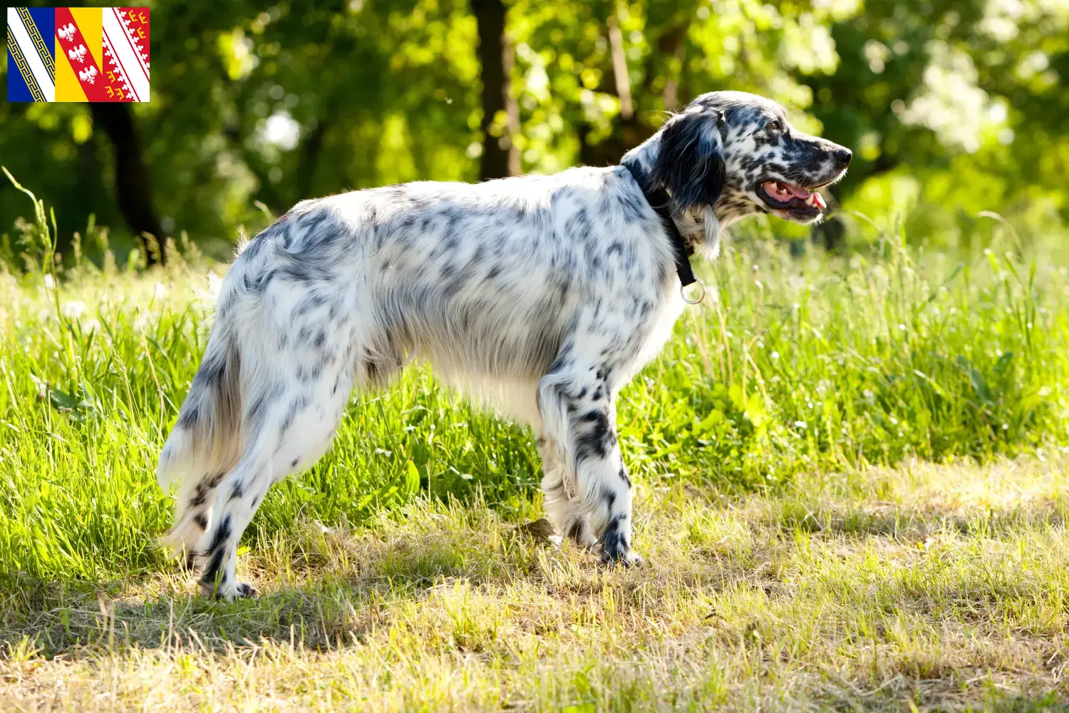 English Setter puppies and breeder Grand Est Find English Setter breeders in Grand Est here.