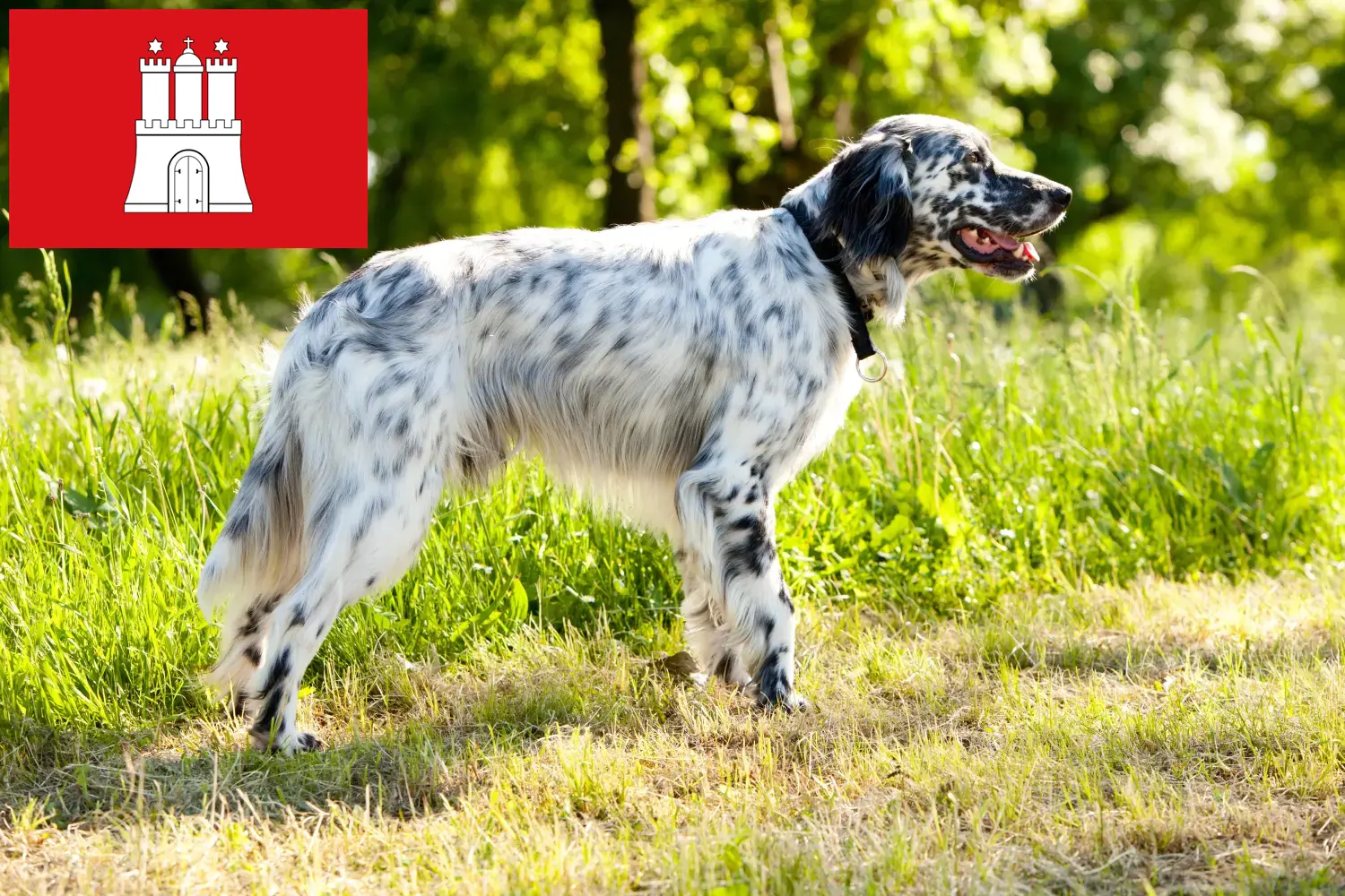 English Setter puppies and breeders Hamburg Here you can find English Setter breeders in Hamburg.