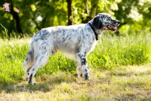 Read more about the article English Setter breeder and puppies in Hovedstaden