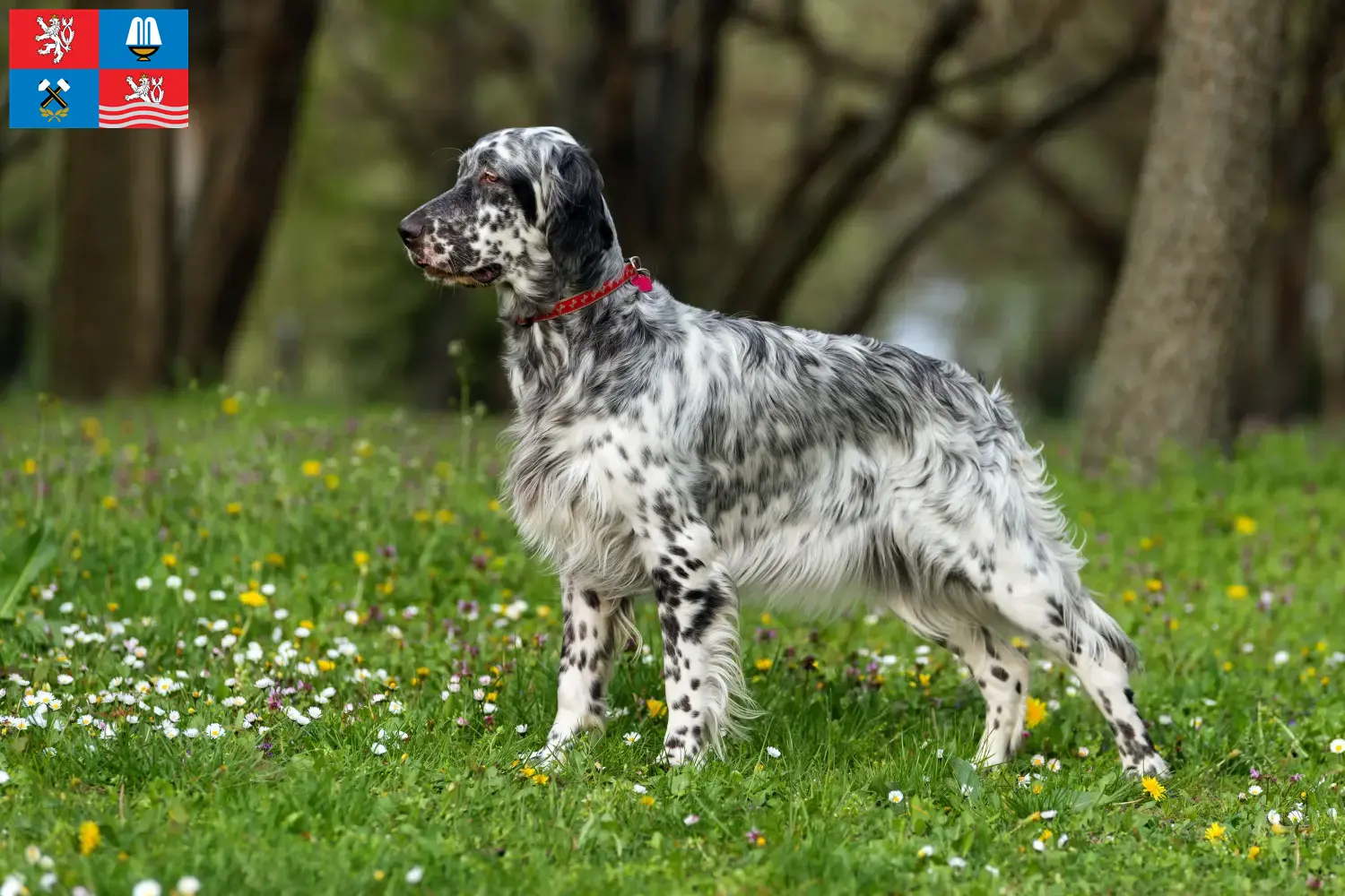 English Setter puppies and breeders Karlsbad Find English Setter breeders in Karlsbad here.